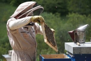 pszczelarz w stroju pszczelarskim
